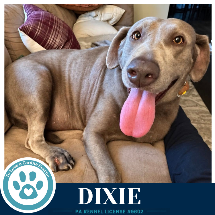 Dixie 102426, photo 3