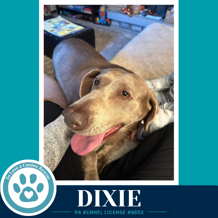 Dixie 102426, photo 4