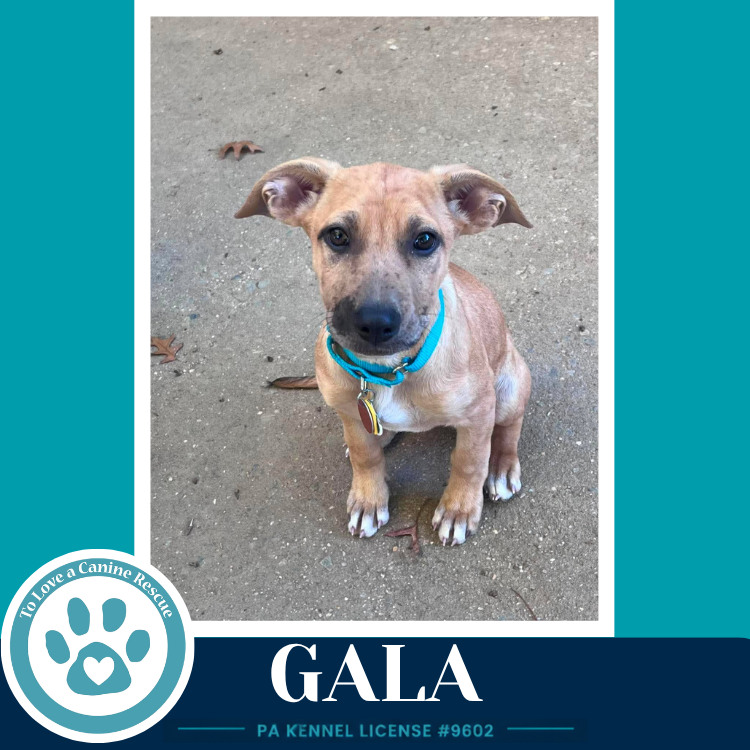 Gala (Apple Bobbers) 102426