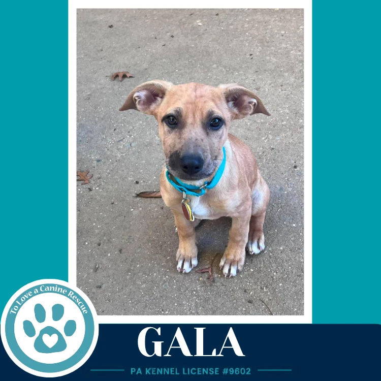 Gala