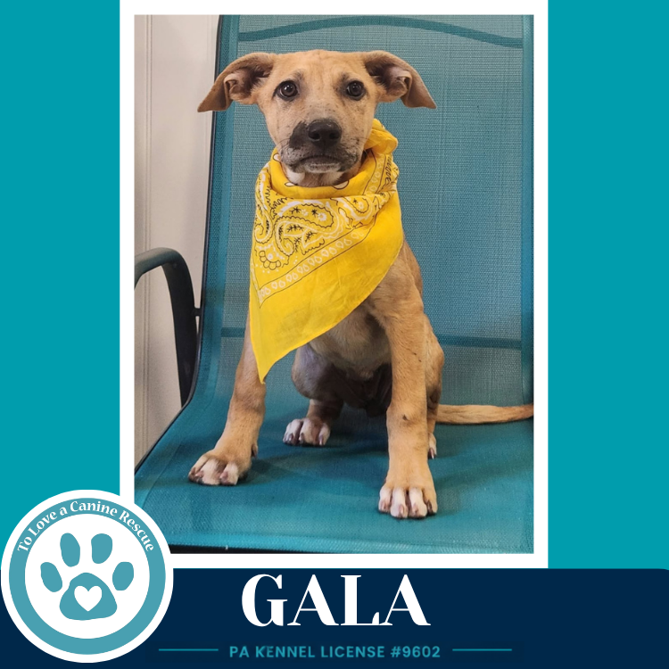 Gala (Apple Bobbers) 102426, photo 2