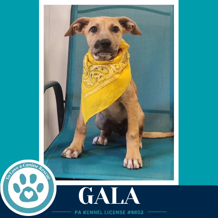 Gala image 2