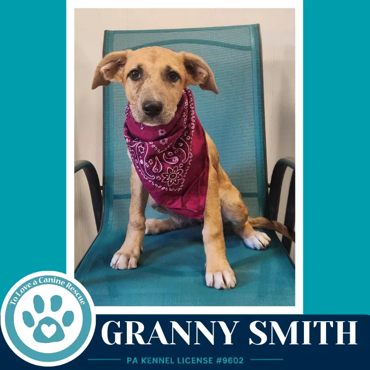 Granny Smith - Shepherd