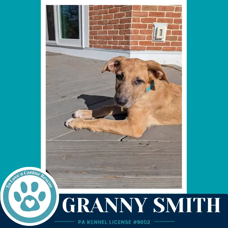 Granny Smith image 2