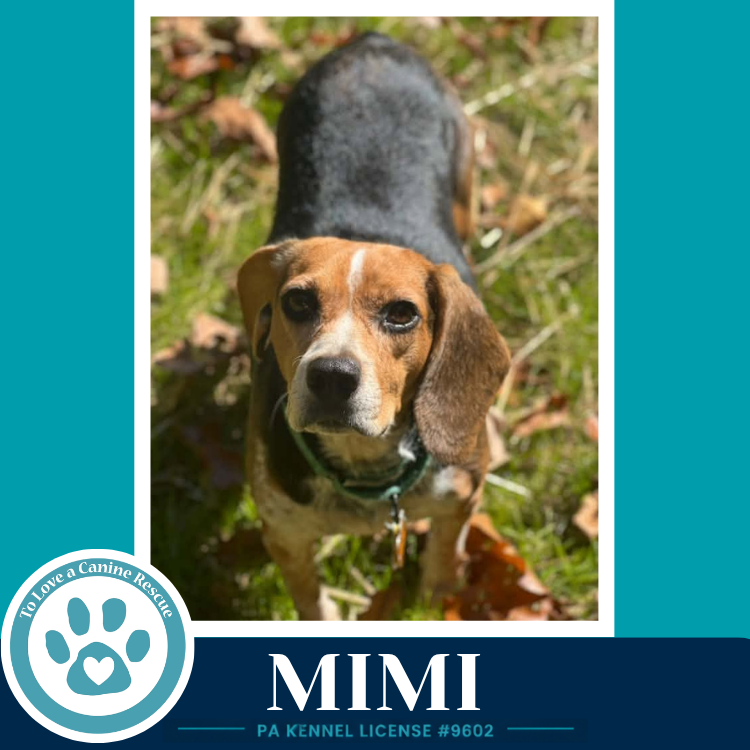 Mimi (Beagle Buddies) 102426