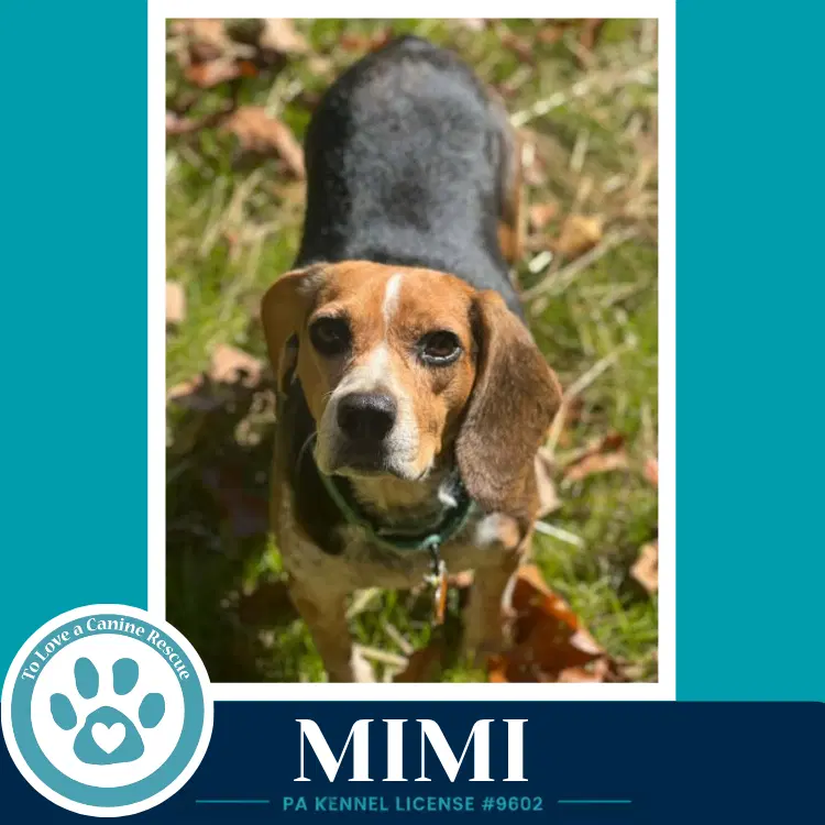 Mimi - Beagle