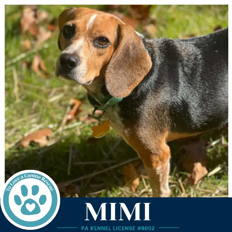 Mimi image 2