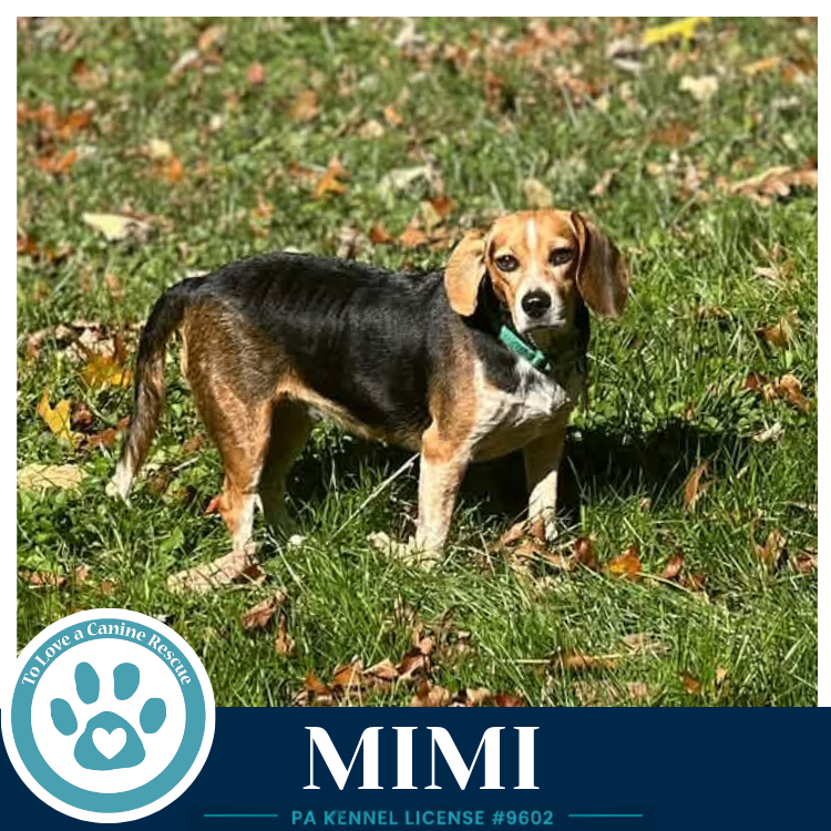 Mimi (Beagle Buddies) 102426, photo 3