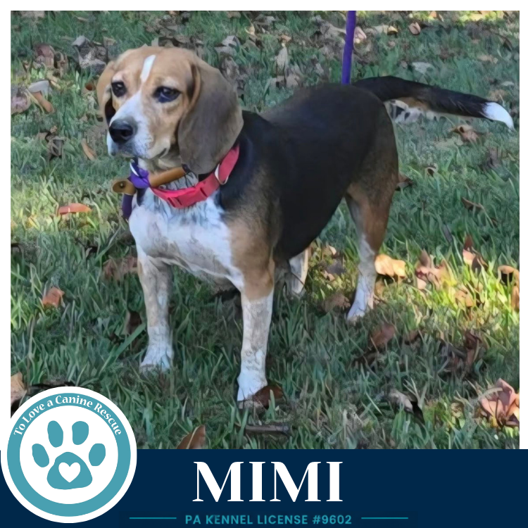 Mimi (Beagle Buddies) 102426, photo 4