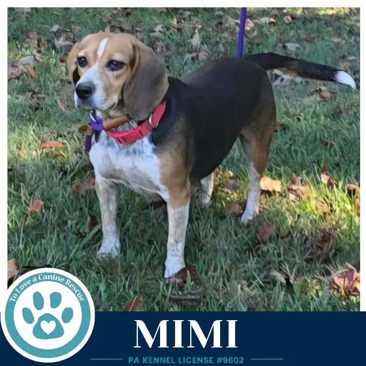 Mimi image 4