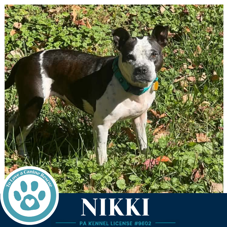 Nikki 102426, photo 2