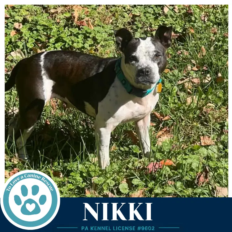 Nikki image 2