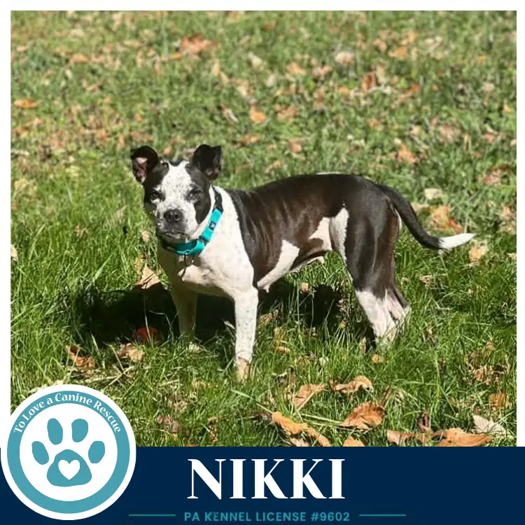 Nikki image 3