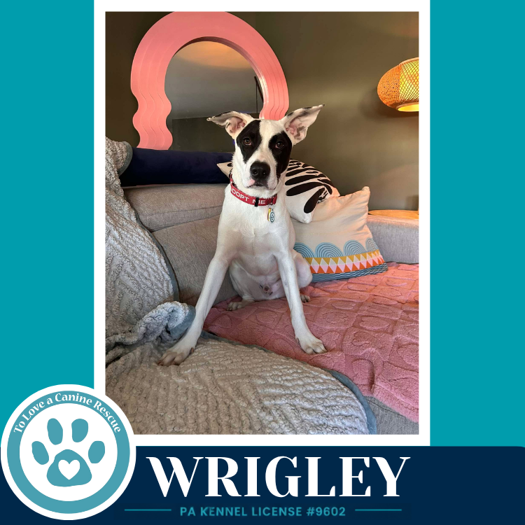 Wrigley (Bubble Gum Gang) 102426