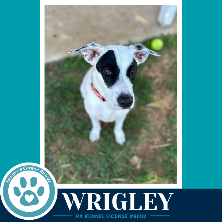 Wrigley (Bubble Gum Gang) 102426, photo 3