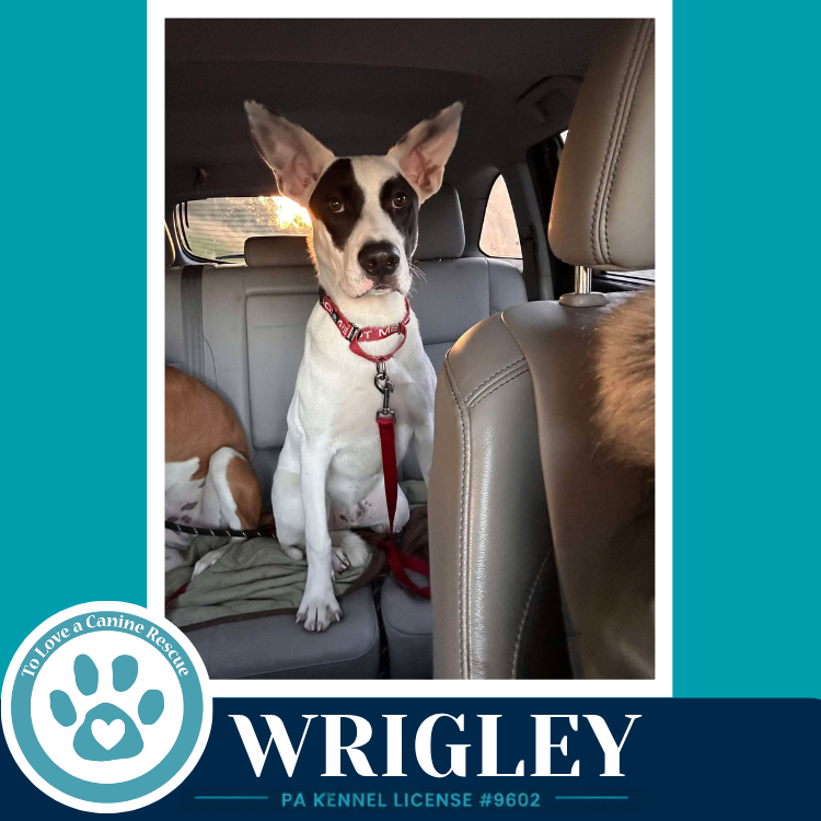 Wrigley (Bubble Gum Gang) 102426, photo 4