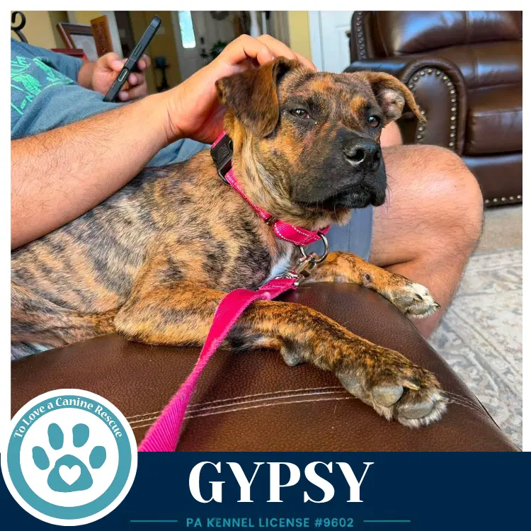 Gypsy - Boxer