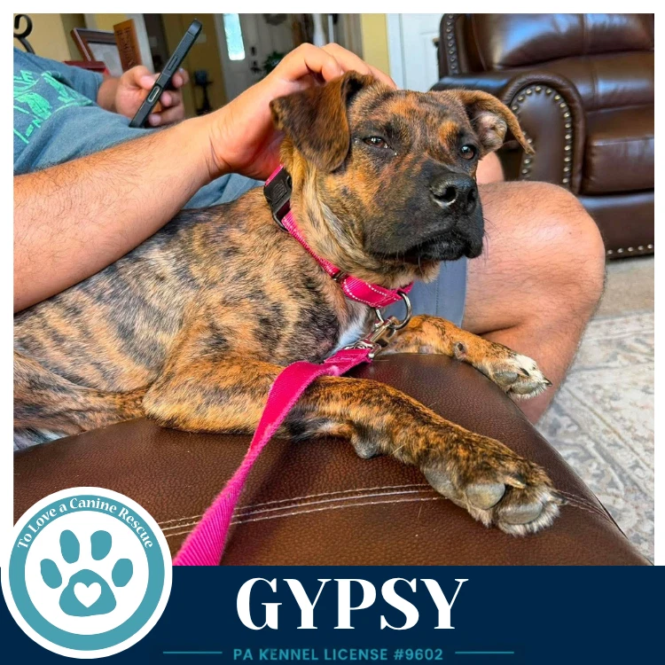 Gypsy