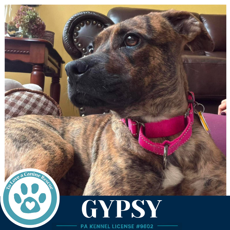 Gypsy 101726, photo 2