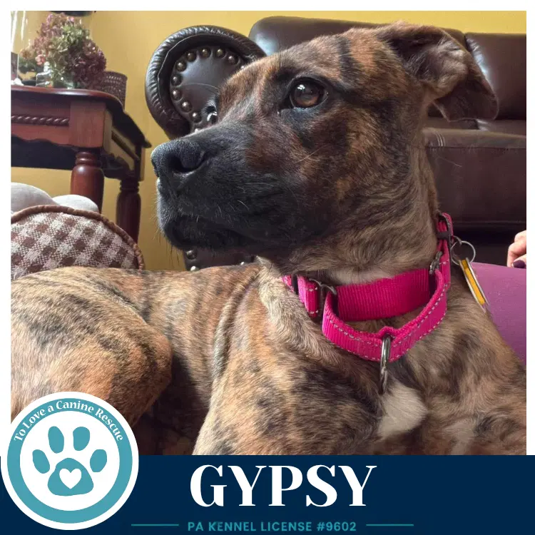 Gypsy image 2