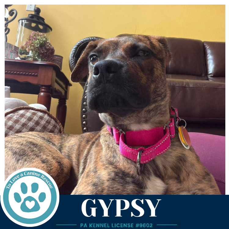 Gypsy 101726, photo 3