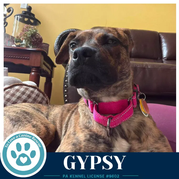 Gypsy image 3