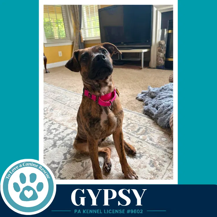 Gypsy image 4