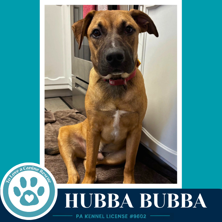 Hubba Bubba (Bubble Gum Gang) 102426