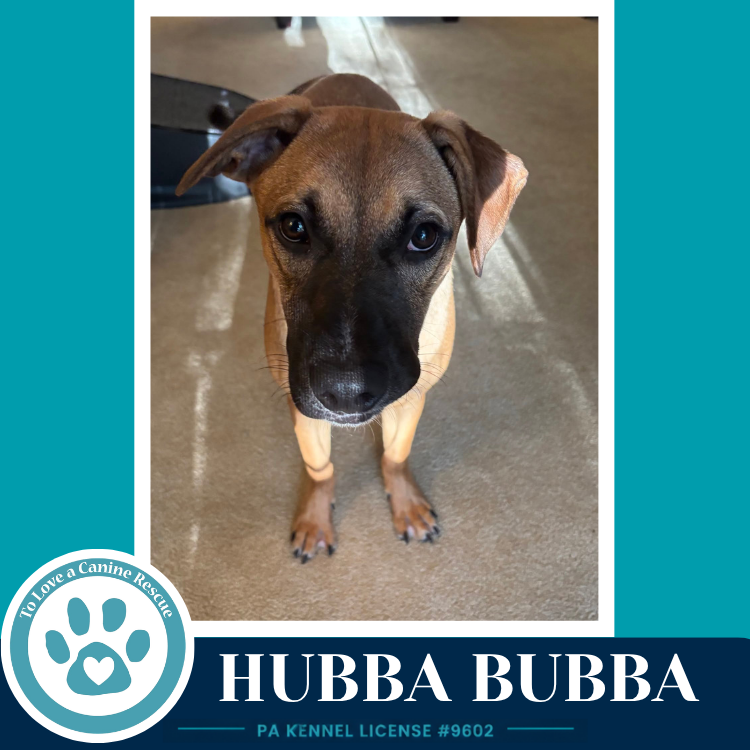 Hubba Bubba (Bubble Gum Gang) 102426, photo 2