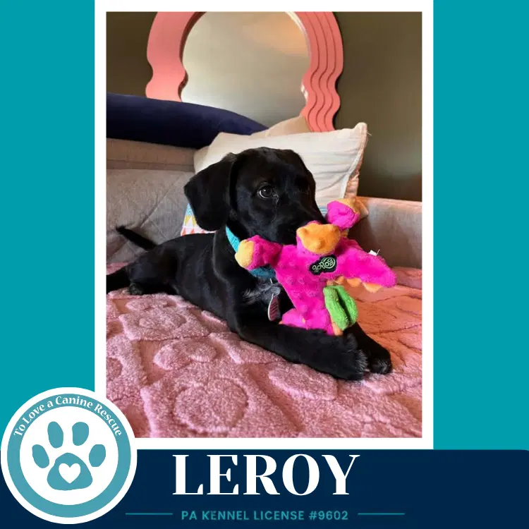 Leroy  L Crew - Labrador Retriever