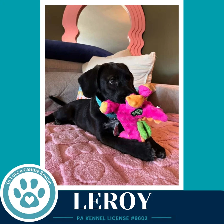Leroy  L Crew