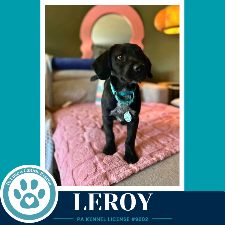 Leroy ( L Crew) 102426, photo 3