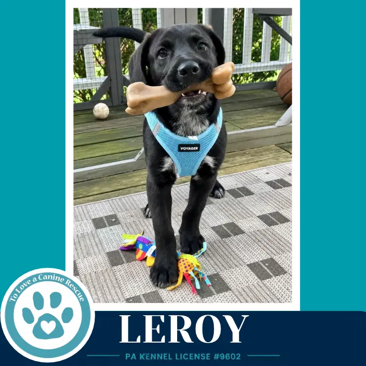 Leroy  L Crew - Lab