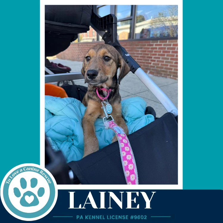 Lainey