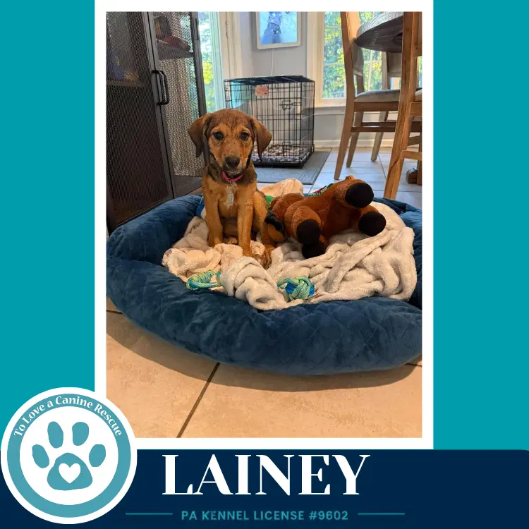 Lainey image 2