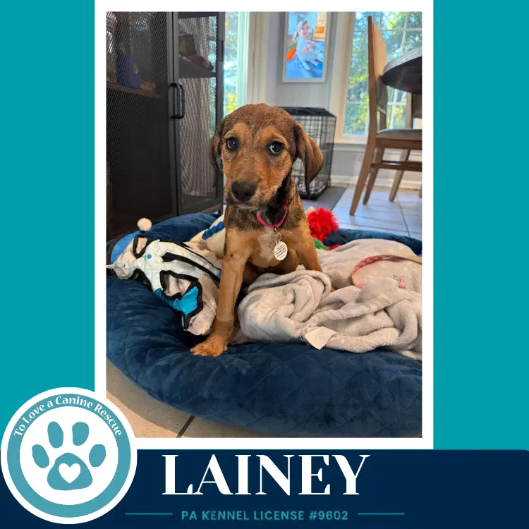 Lainey image 3