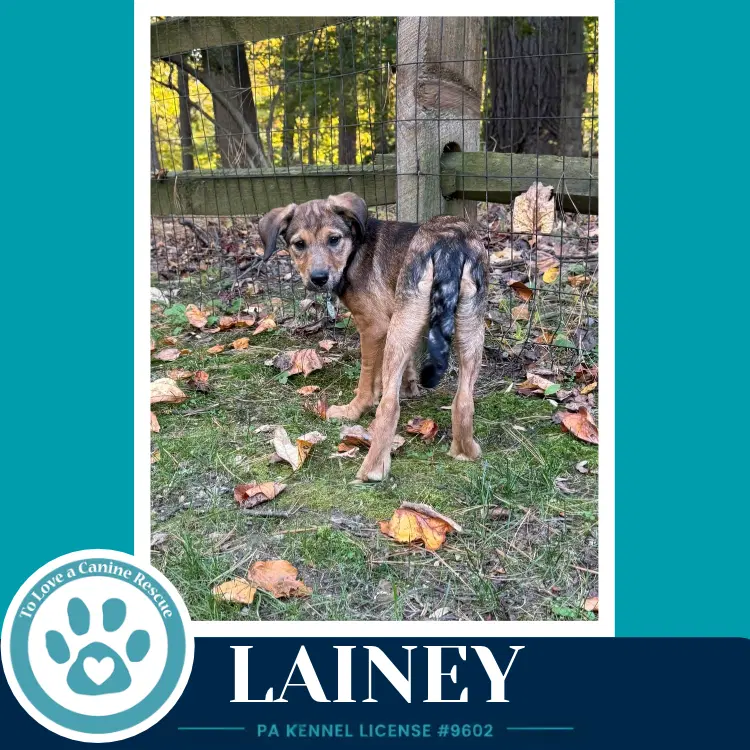Lainey - Lab