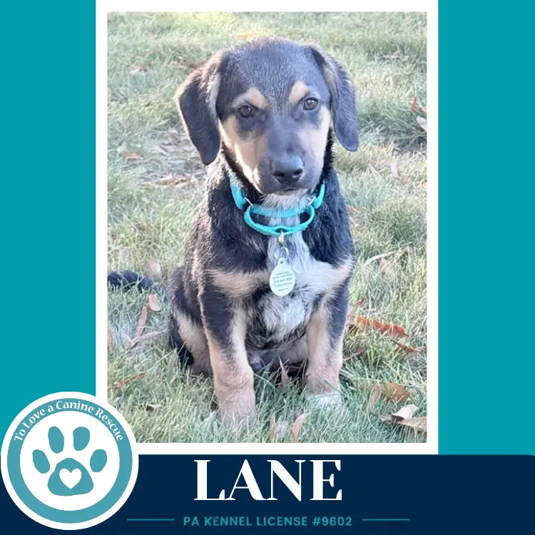 Lane  L Crew image 2
