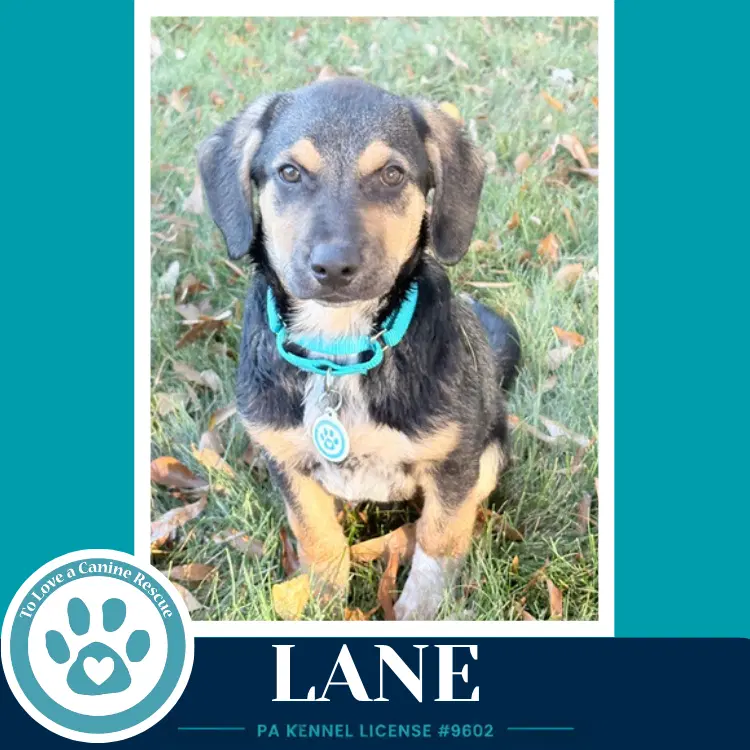 Lane  L Crew - Lab
