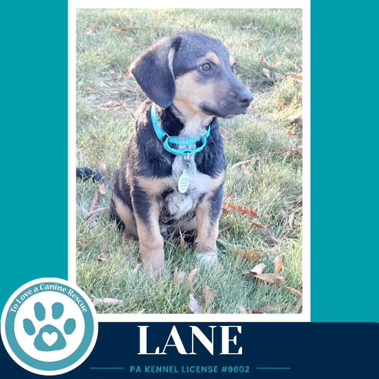 Lane ( L Crew) 102426, photo 2
