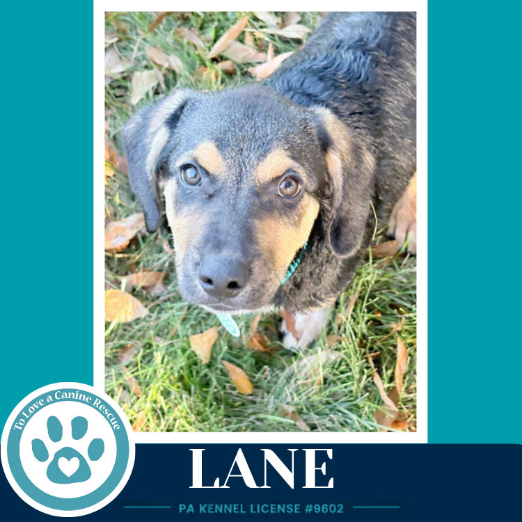 Lane ( L Crew) 102426, photo 4