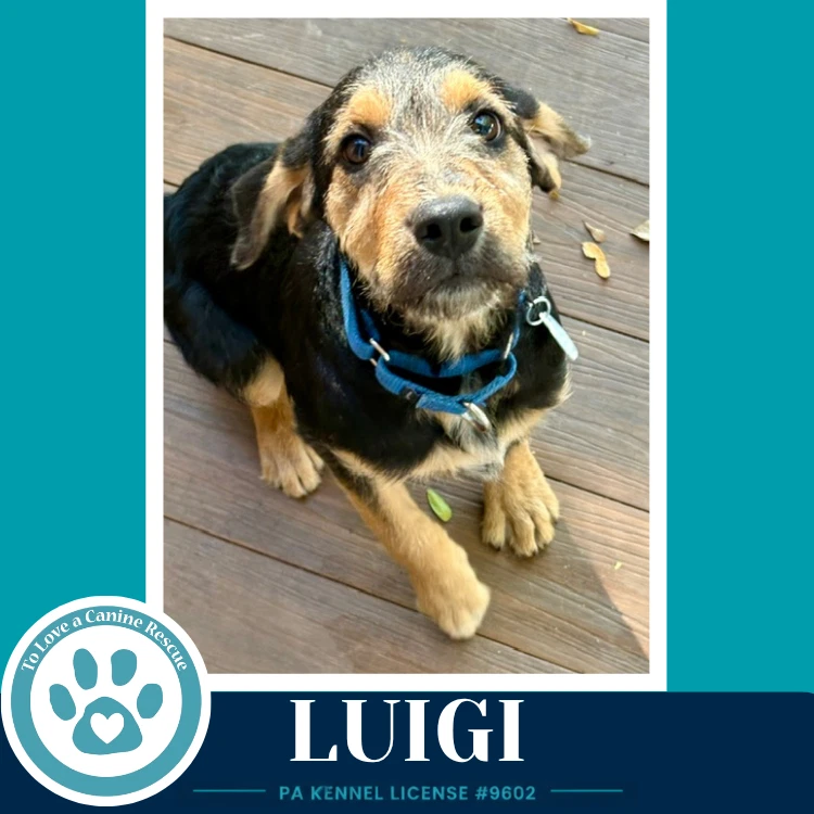 Luigi  L Crew