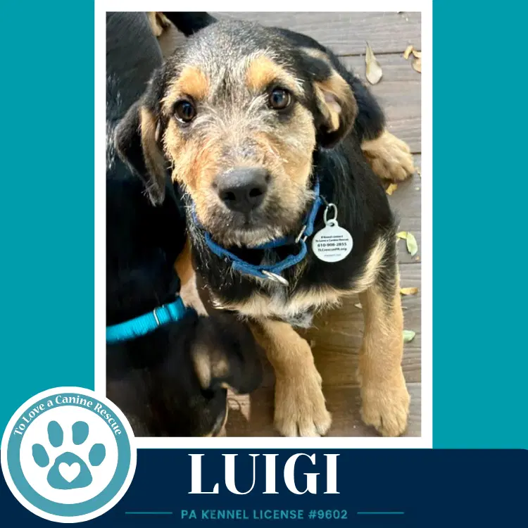 Luigi  L Crew image 2