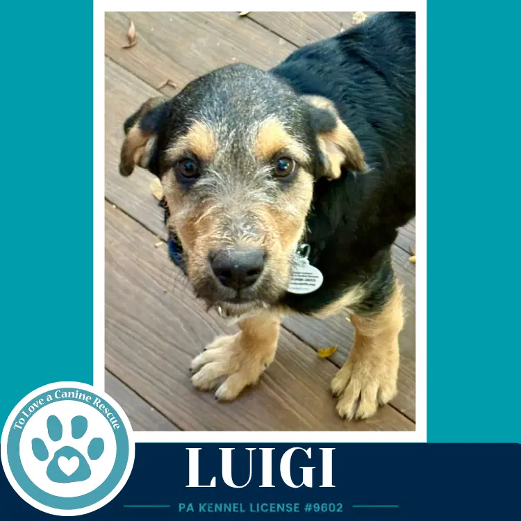 Luigi  L Crew image 3