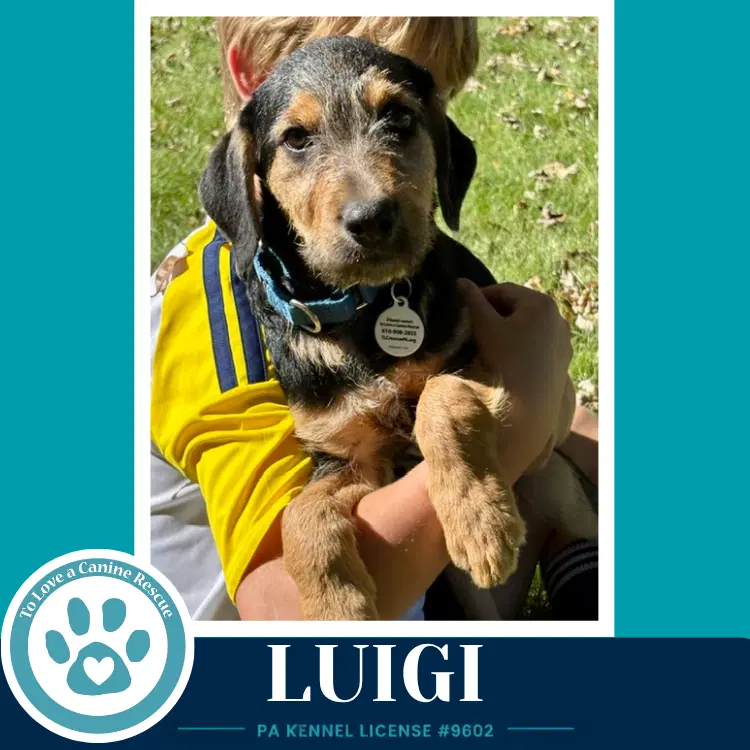 Luigi  L Crew image 4