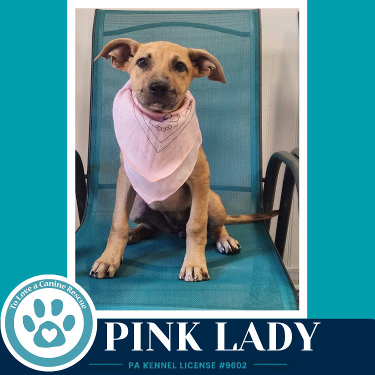 Pink Lady (Apple Bobbers) 102426