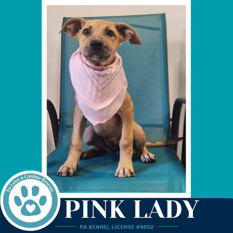 Pink Lady (Apple Bobbers) 102426, photo 2