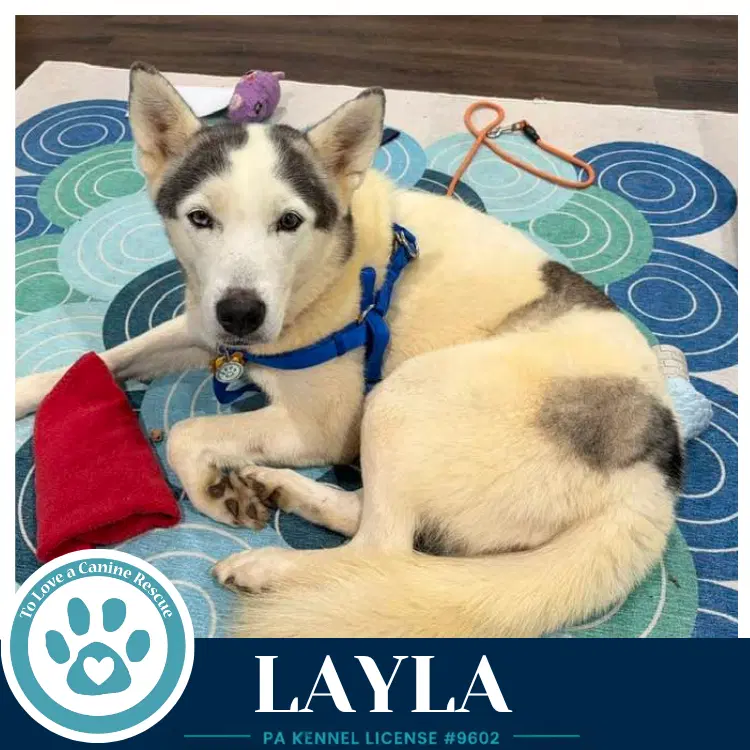 Layla - Husky