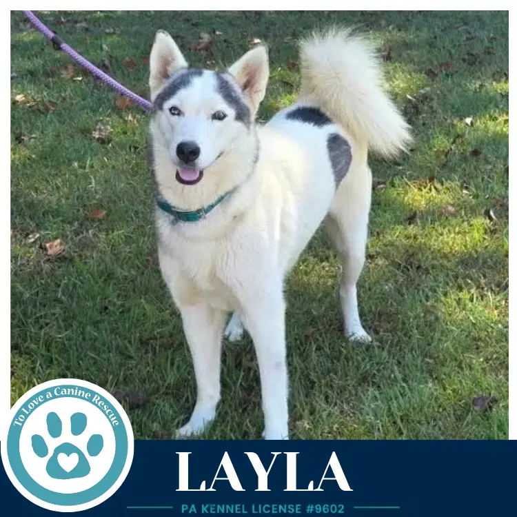 Layla image 2