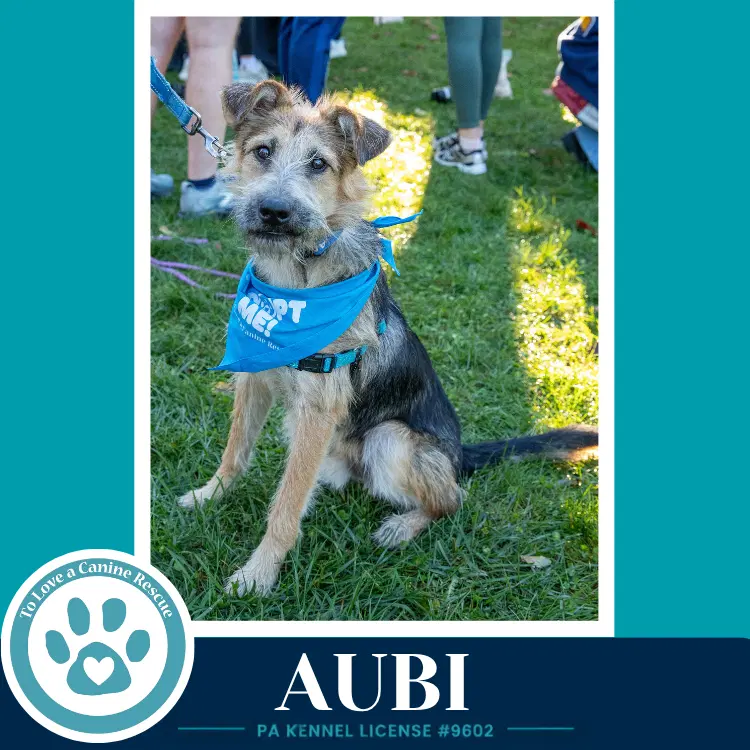 Aubi - Shepherd
